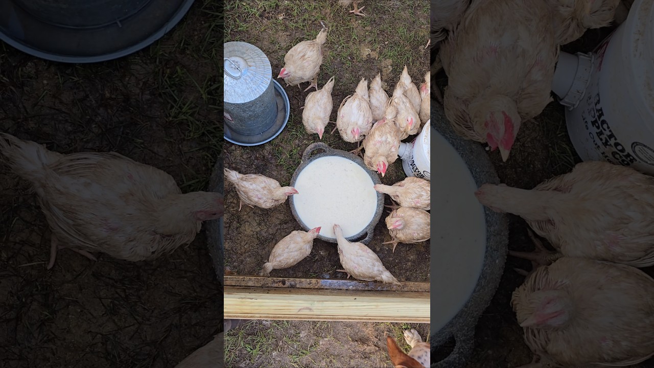We feed excess milk to pur meat birds. #bentleycritters #livestock #chickens #meatbirds #milk