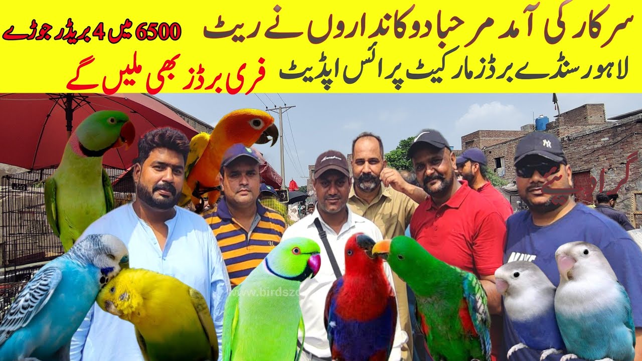 What to Expect at Lahore Sunday birds market price? #pashabirdsvlogs #eidmiladunnabi