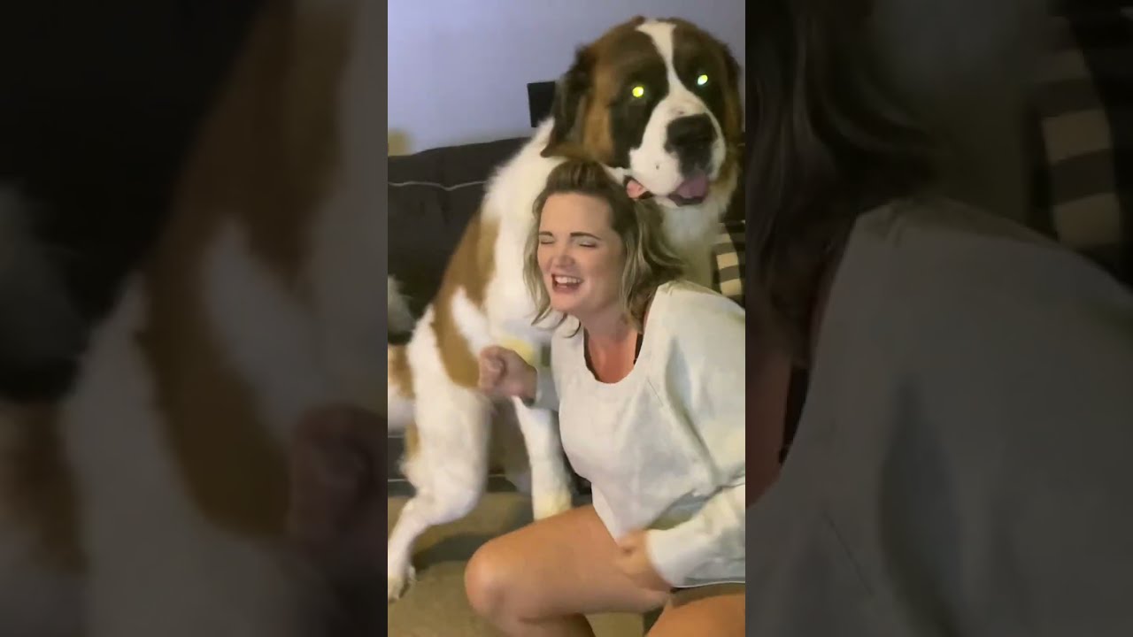 Saint Bernard's Hilarious Humping Moment You Won&rsquo;t Believe!  😲 #shorts  #dogshorts #funnydogvideo