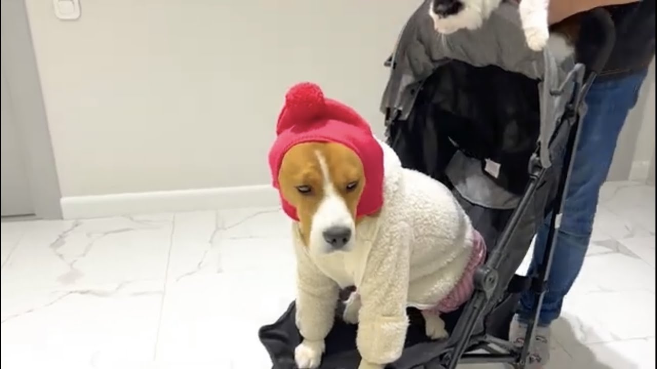 СОБАКА ПРОТИВ КОТА. Брос шоу Пет