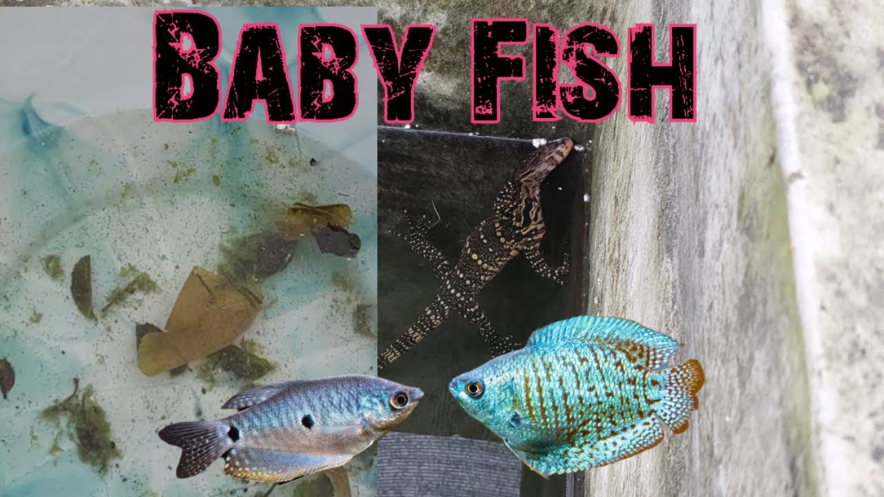 Gorami Fish Just Breed Baby Care