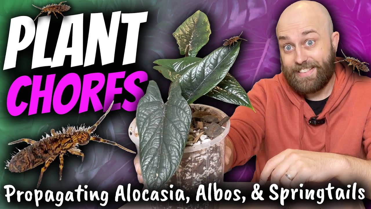 How to Propagate Alocasias, Monstera Albos, & Springtails | Chatty Plant Chores