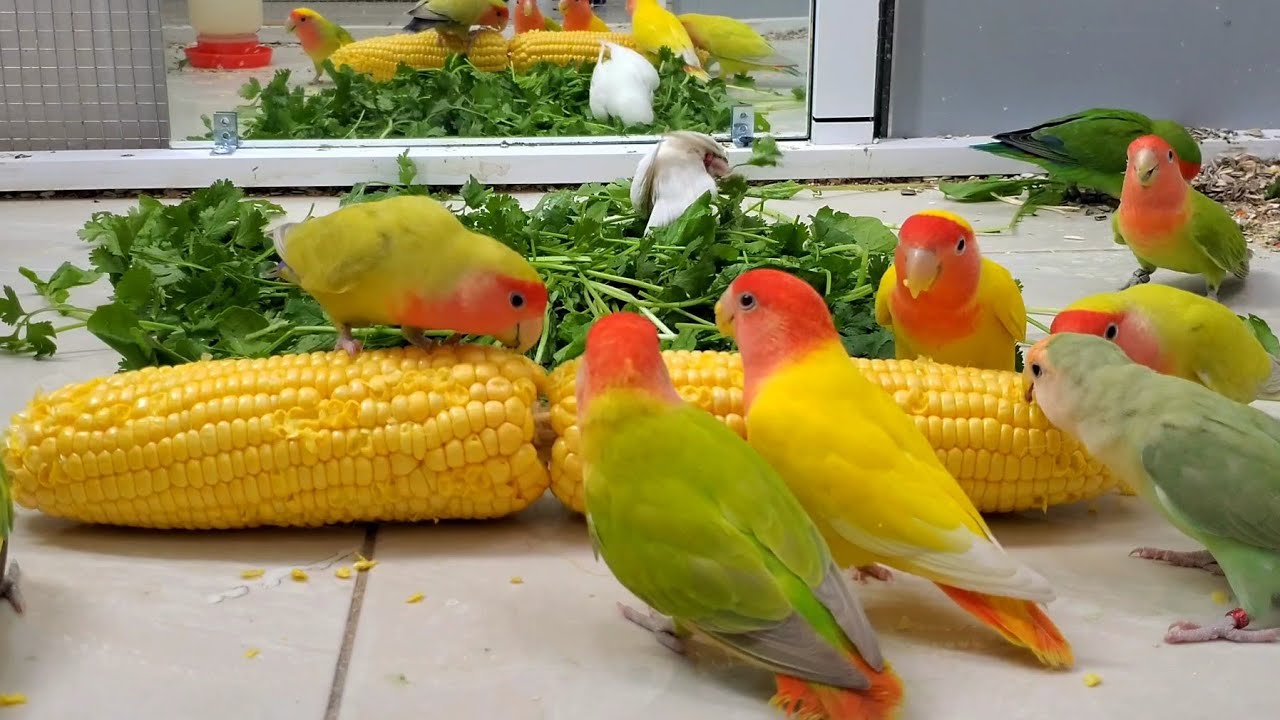 Beautiful Colors, One Love 🦜🌈 | 17 Lovebirds Eating Corn Together تغاريد فيشر روز