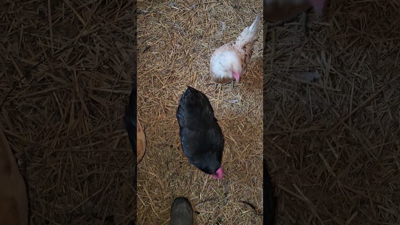 Поход в кооператив