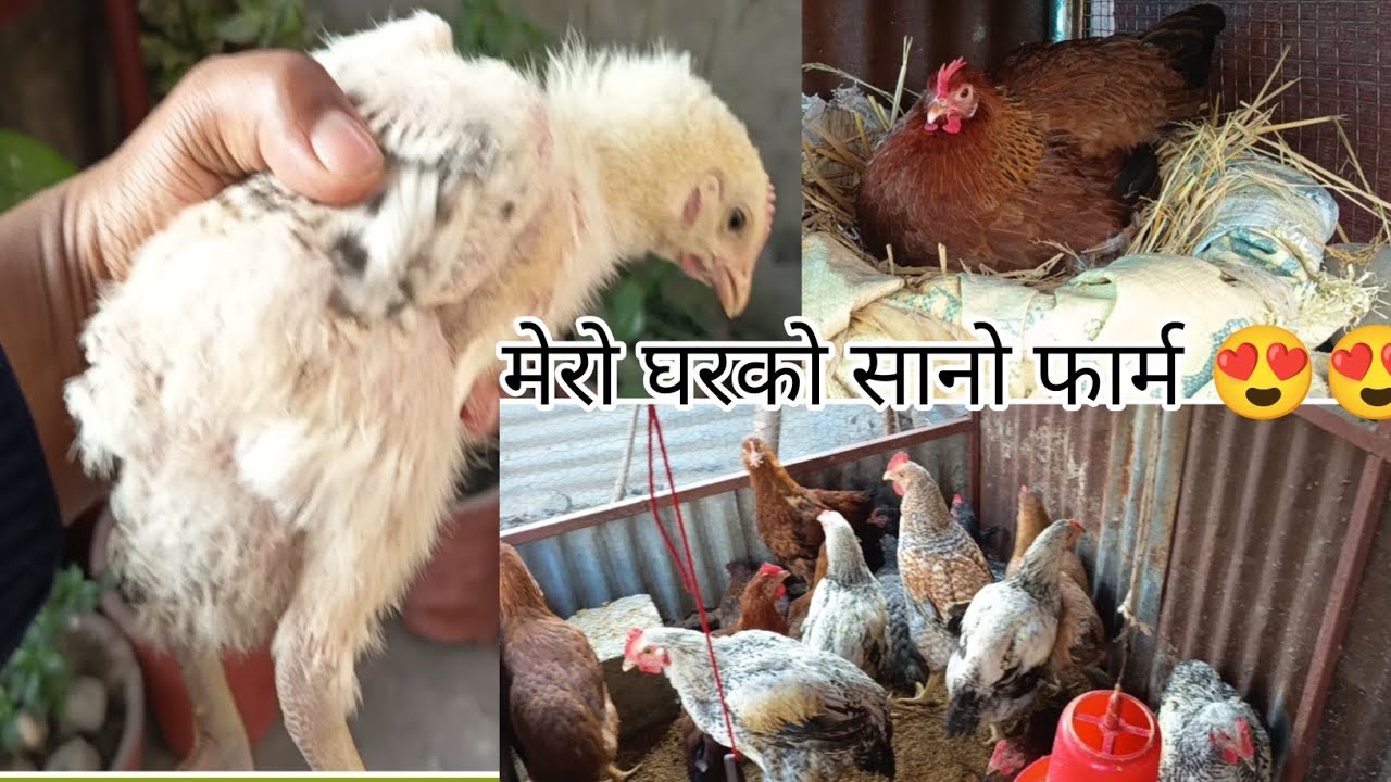 My animal update\ फार्ममा सरप्राइज आयो साथिहरु।