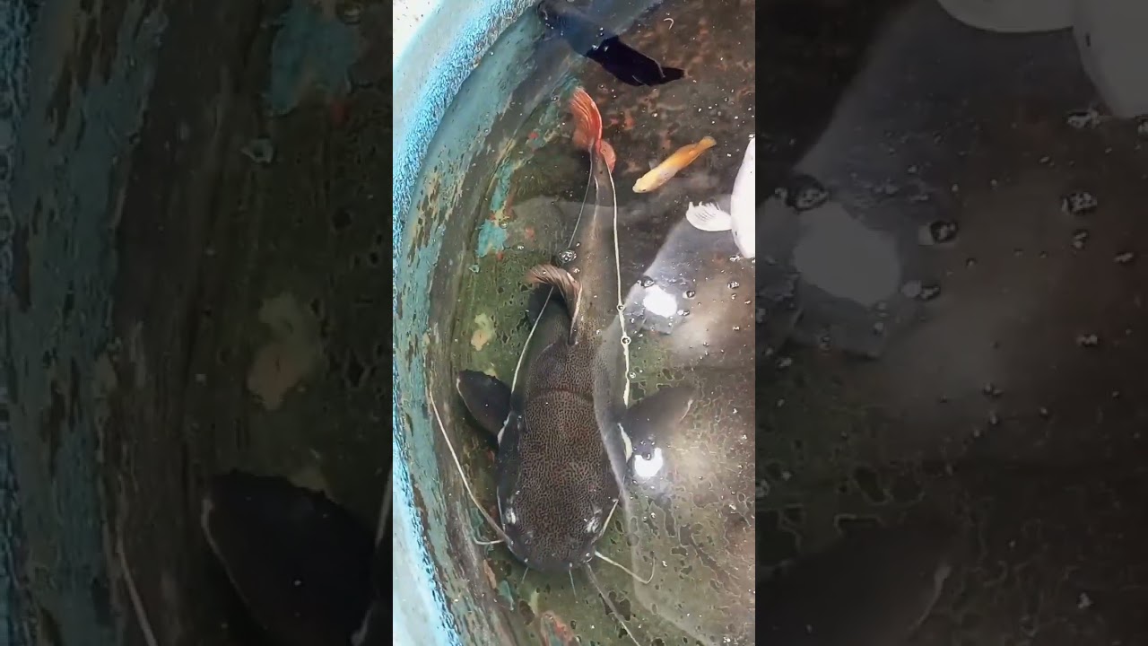 Dharmasthala Temple / Fish (Karnataka)