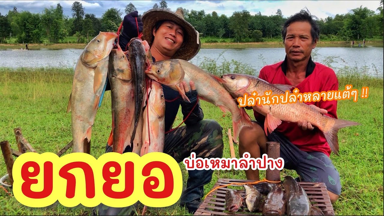 ยกยอ บ่อเหมาห้างฉัตร ►Fishing lifestyle Ep.708