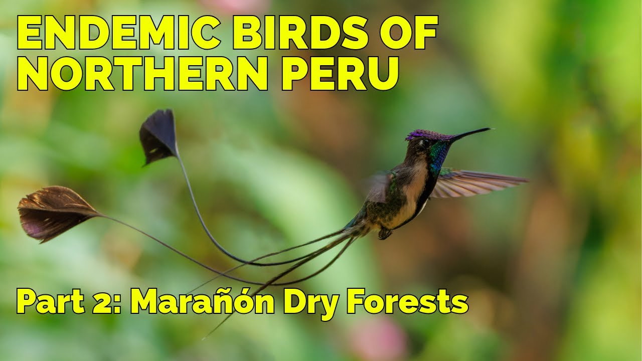 Birding in Northern Peru, part 2