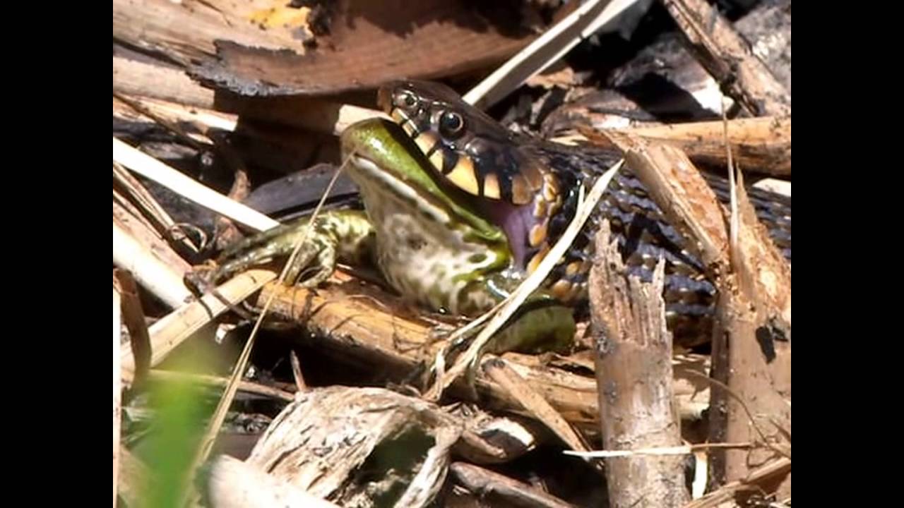 Grass Snake swallowing Edible Frog