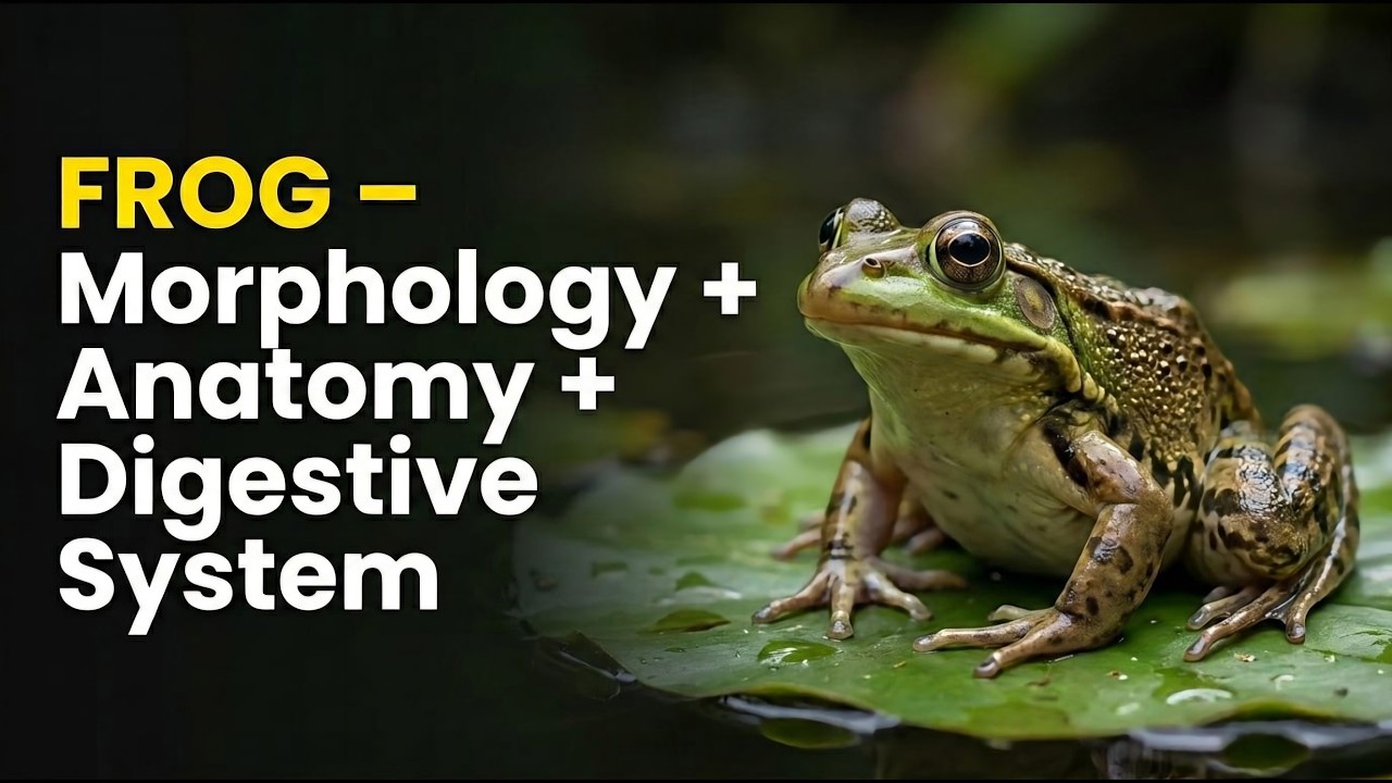 FROG | Lec-01 | NEET Biology  | Zoology  | Class 11 | Concept Explanation