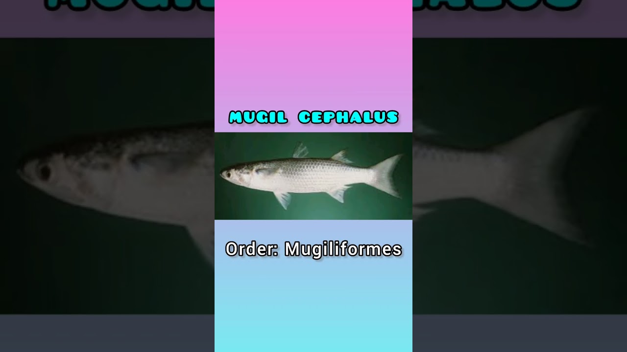 Mugil cephalus classification and commentary