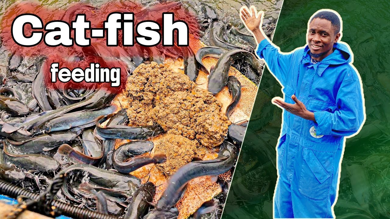 Catfish Feeding Secrets: Feed Size, Frequency & Formula Explained