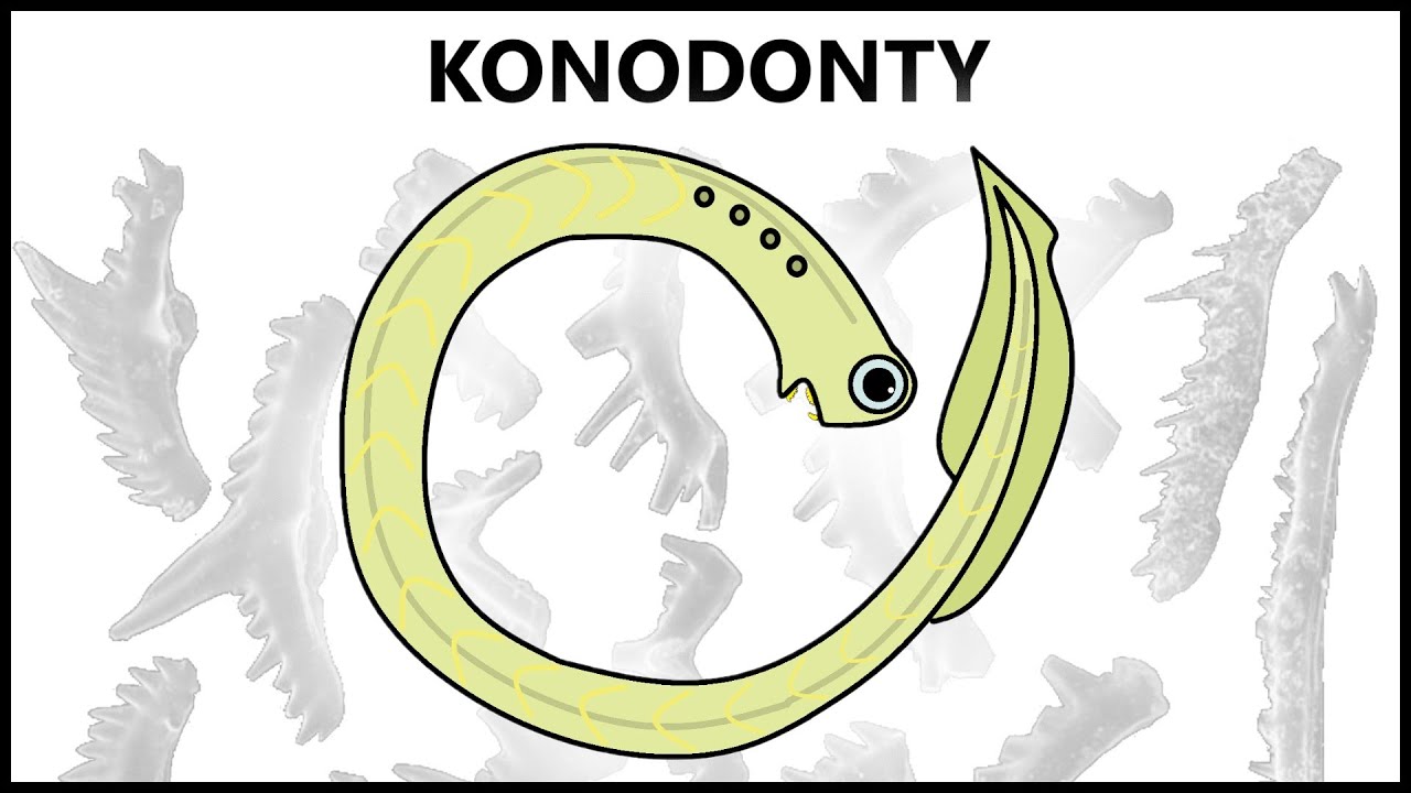 Záhada najzvláštnejších stavovcov | Konodonty