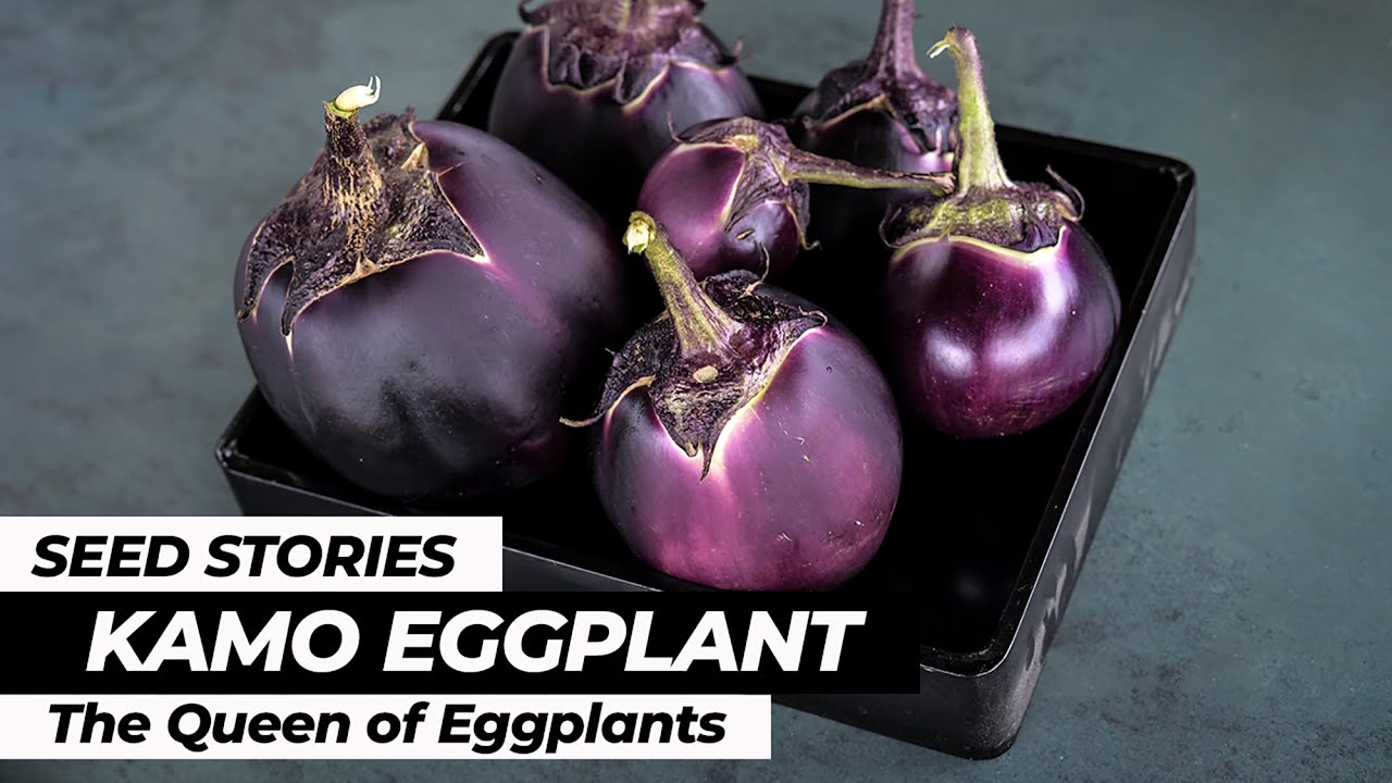 SEED STORIES | Kamo Eggplant: The Queen Of Eggplants