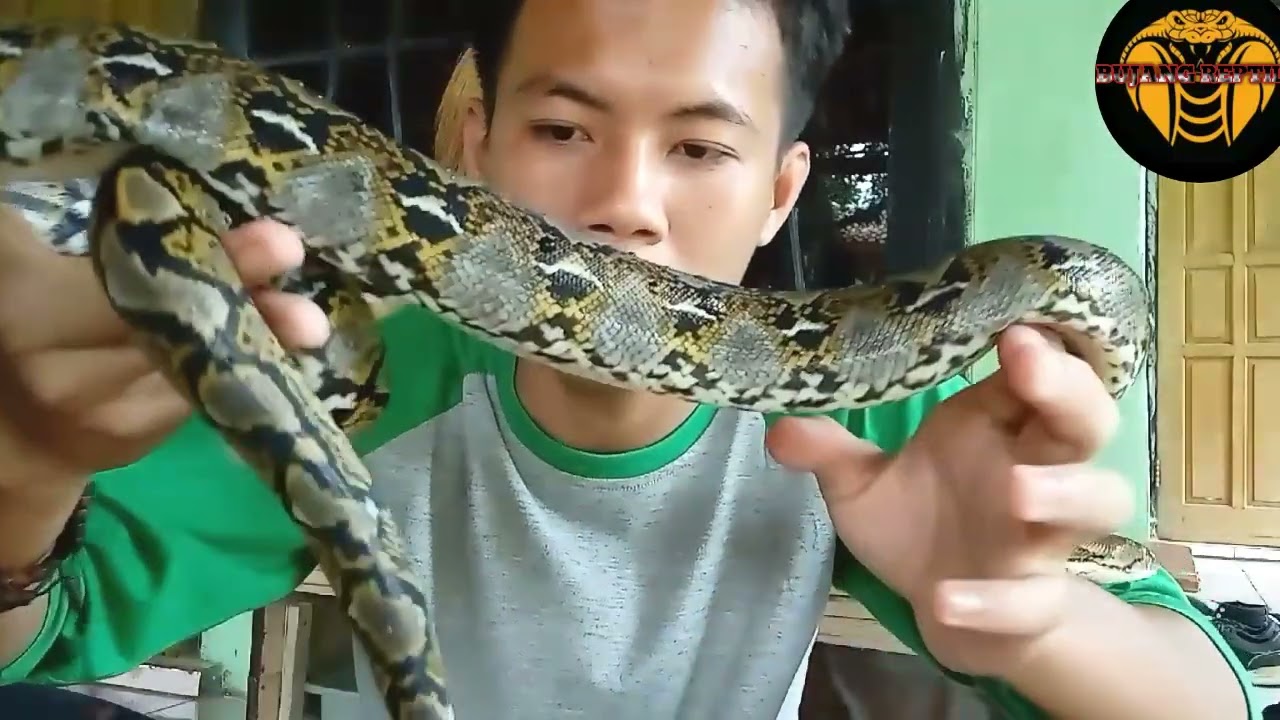 Tips Cara Menjinakan Ular Python Beby Up yang Def kandang..