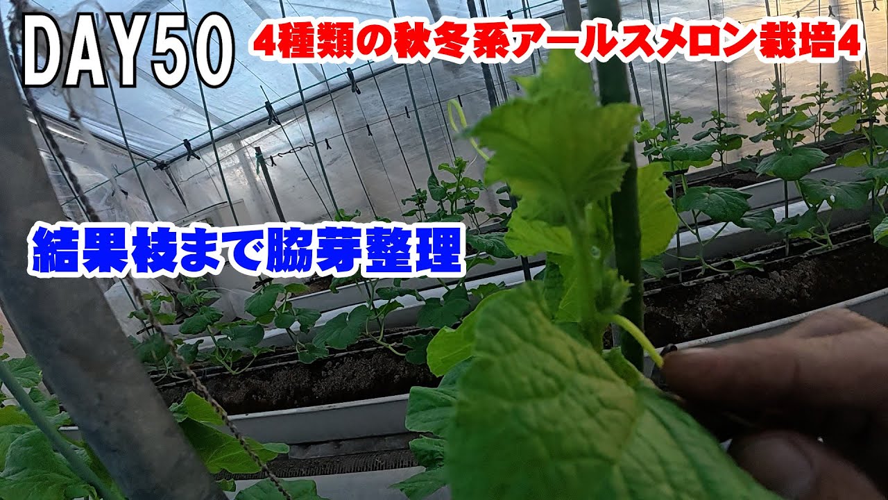 【結果枝】秋冬系4種類のアールスメロン栽培4【整枝】　japan farming