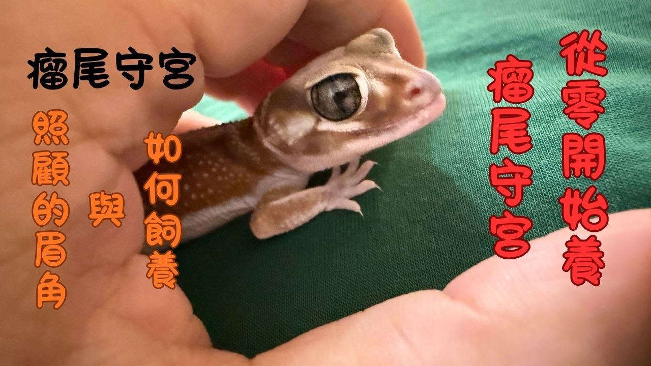 【從零開始養】瘤尾守宮到底有多可愛？看一次就想帶回家！每天都在被牠融化！我家守宮到底有多可愛？ #家有宮主們 #療癒日常 #Cute Pet  #Cute Gecko