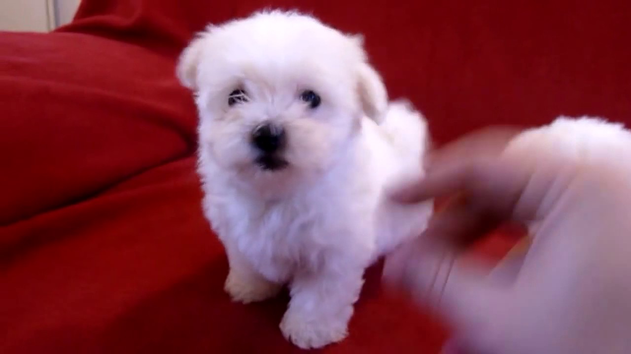 2 Bichon Maltais Font Les Fous!!!