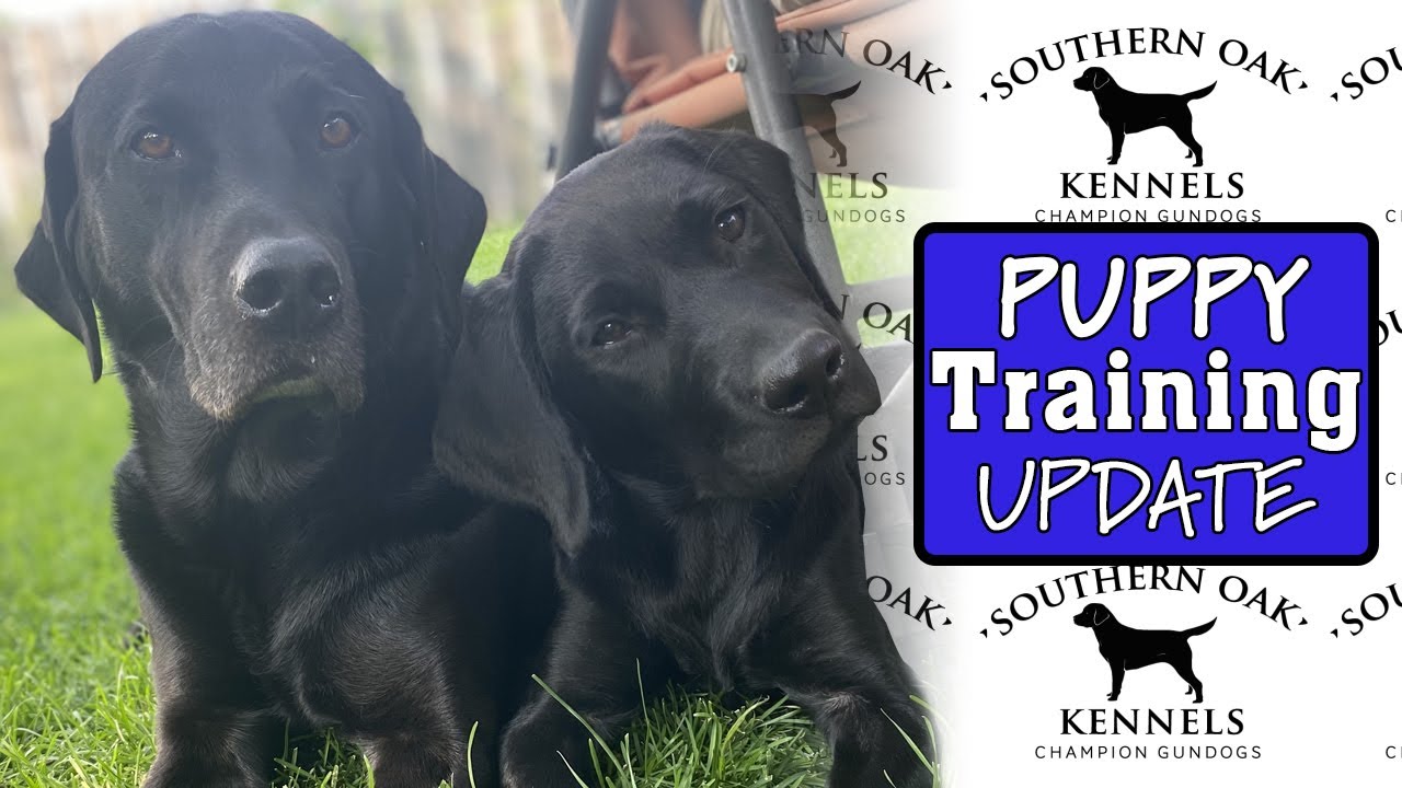 Puppy Training-Cornerstone Gundog Academy - Update No 2 #PuppyProject