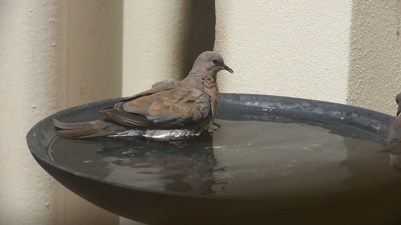 Laughing dove (Streptopelia senegalensis)