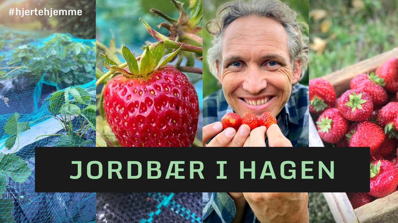 DYRKE JORDBÆR I EGEN HAGE // Slik lager du jordbærfelt i hagen din - med plastduk!