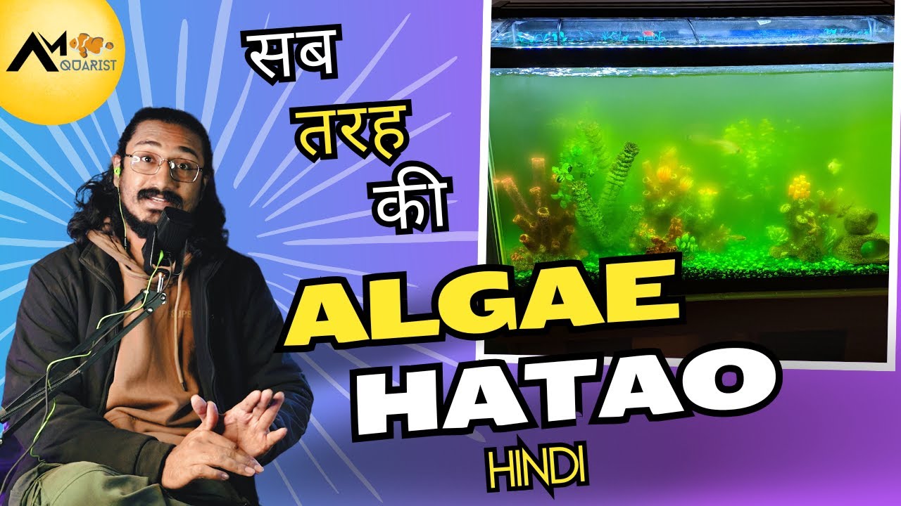 How To Remove Algae from Aquarium | Hindi