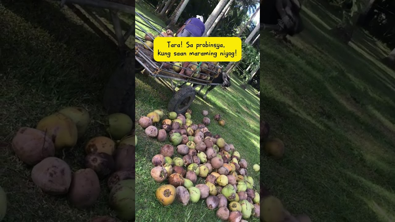 Satisfying video! Farm life dream! Anti-stress! Beauty of nature! Coconut farming