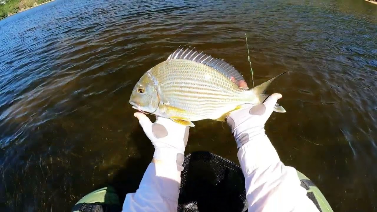 Sedgefield fishing - Fly fishing for garrick || Natal stumpnose on fly from a float tube