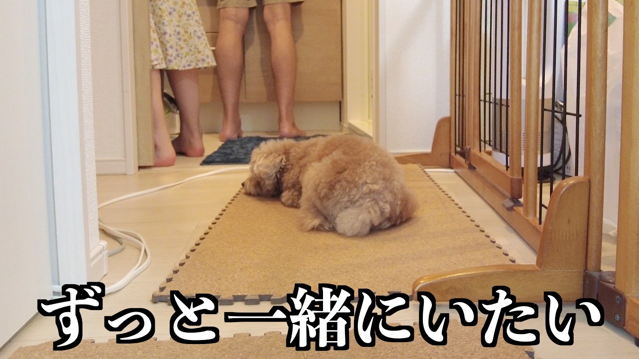 甘えん坊になった兄犬が1日中ママにべったりな日【トイプードル】