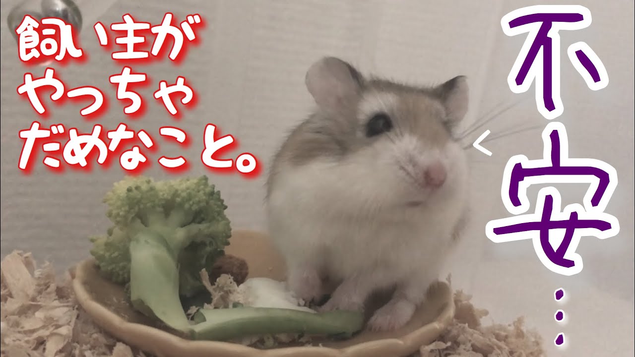 やっちゃダメ！！ ハムスター飼い始めの1週間はこうしよう