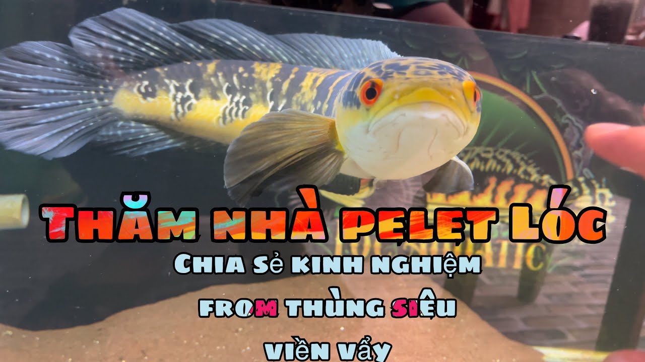 Hôm Nay Minh Đi Đâu :  Phần 1 : Thăm Nha Pellet Lóc Ngắm Những Chú Cá Lóc Cám From Thùng 20Lit