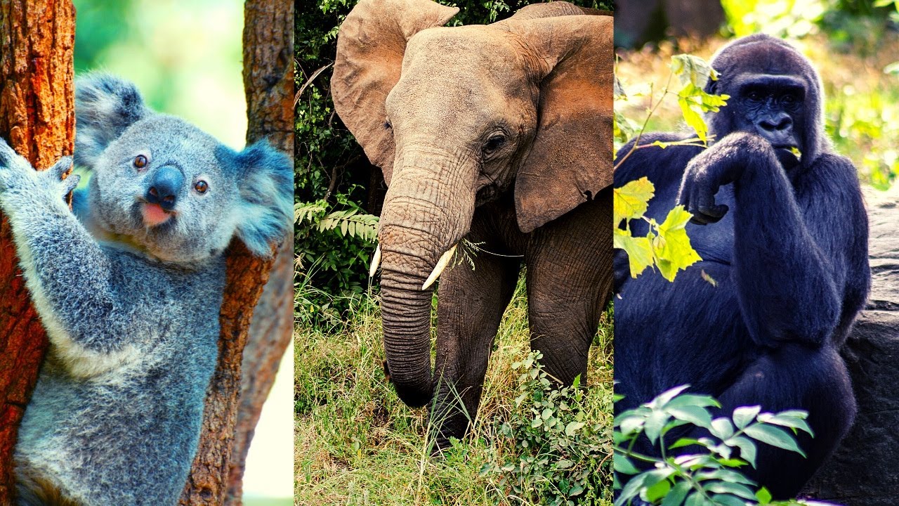 ¿Qué son los animales herbívoros y cuáles son sus características? (Ejemplos)🐄