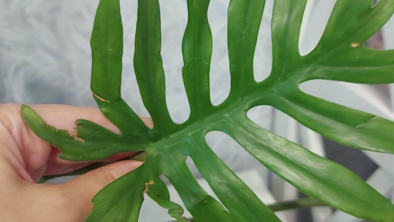 Филодендрон изящный (Elegans)