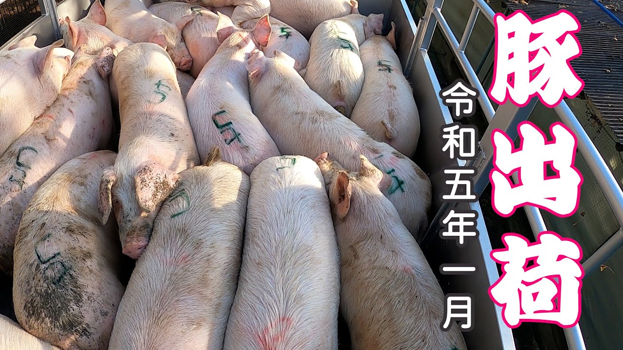 茶色ーズが出荷かな？　肉豚出荷 令和五年 1月20日