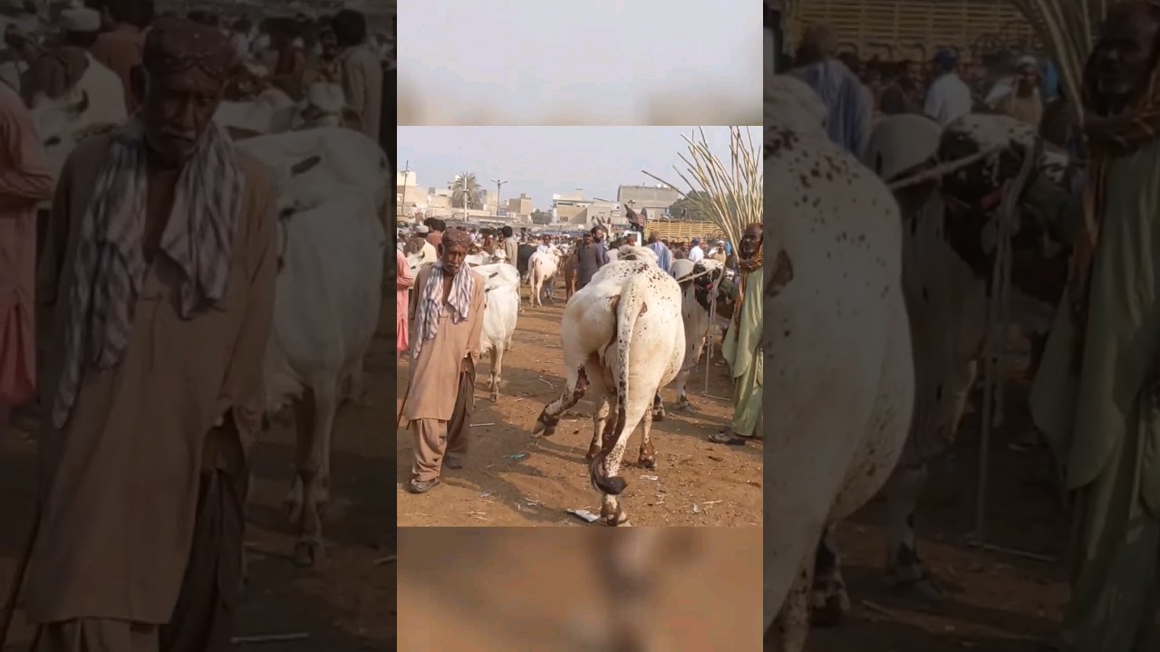 Angry Cow Kick 😱
