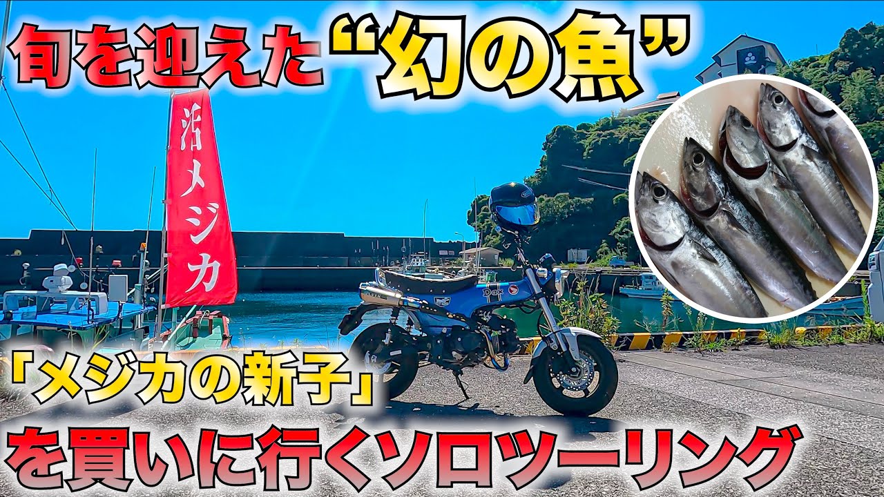 Dax125で行く“幻の魚”メジカの新子を買いに行くソロツーリング【モトブログ】【ST125】