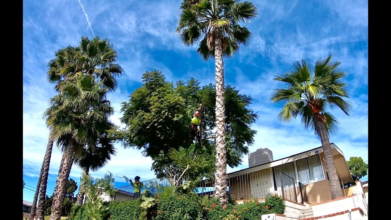 poda de palmas mexicanas,trimming Mexican fan palms