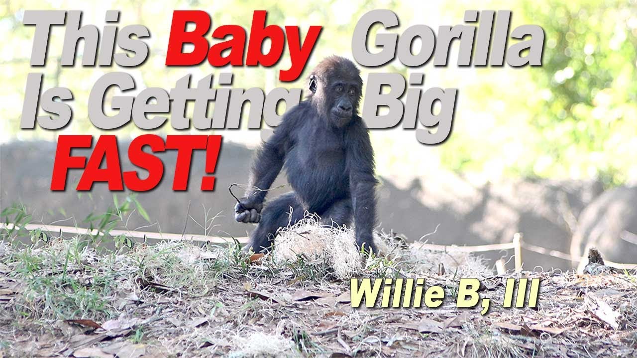 Baby Gorilla Willie B will not be a baby much longer!