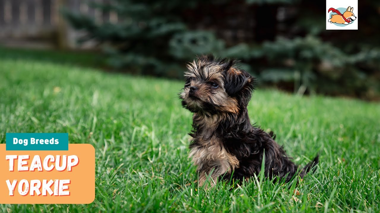 Teacup Yorkie: A Pet Parent&rsquo;s Guide to The Smallest Dog!