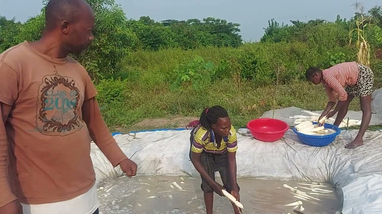 Fermenting and drying of cassava here in Kinshasa Congo DRC