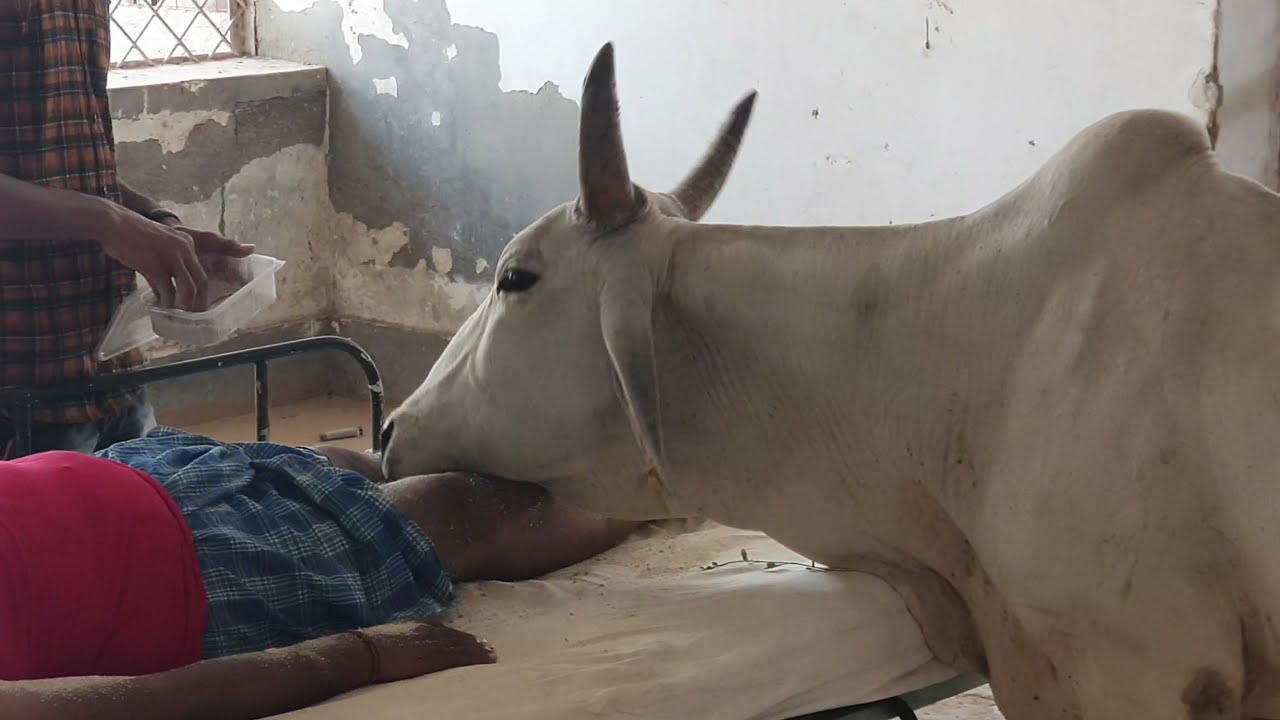 गौ - स्पर्श (Cow Cuddling Therapy) से लकवा ग्रस्त मरीज का हो रहा अद्धभुत इलाज। कन्हैया गौशाला जोधपुर