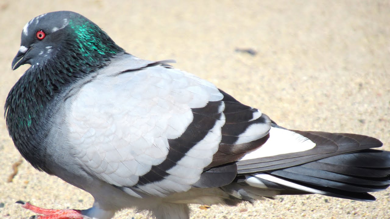 Male Pigeon Courtship Dance with Chest Pumped Out