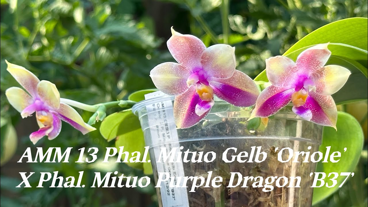 July 25, 2023 弥陀的AMM 13 Phal. Mituo Gelb &lsquo;Oriole&rsquo; X Phal. Mituo Purple Dragon &lsquo;B37&rsquo;