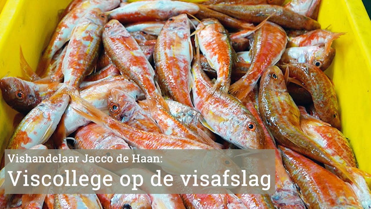Rondgang over de Visafslag van IJmuiden
