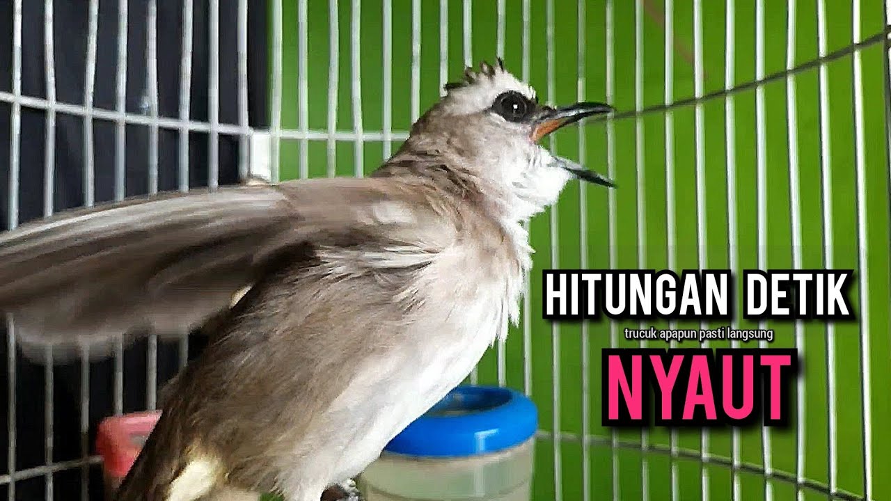 trucukan gacor ROPEL PANJANG buat pancingan trucukan agar bunyi JADIKAN burung trucuk gacor NYAUT