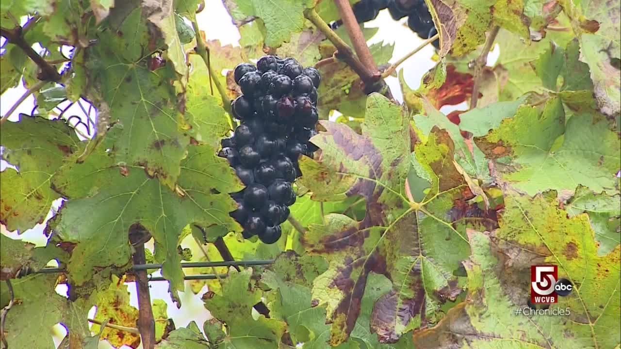 Why the North Fork is perfect for vineyards