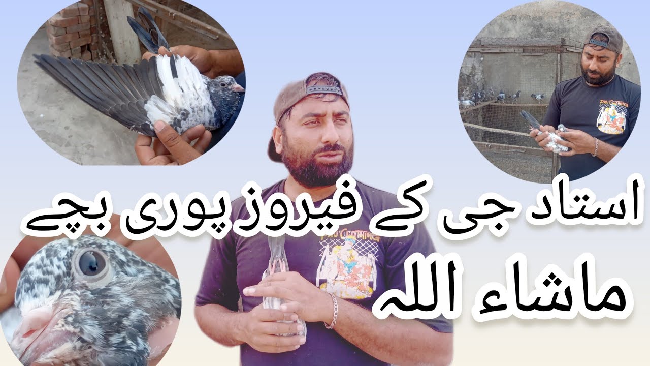 Ustaad Mushtaq Urf Hero K Ghr K Nayaaab Ferozpuri Pigeon Baby For Sale Location Lahore 0321 4648174