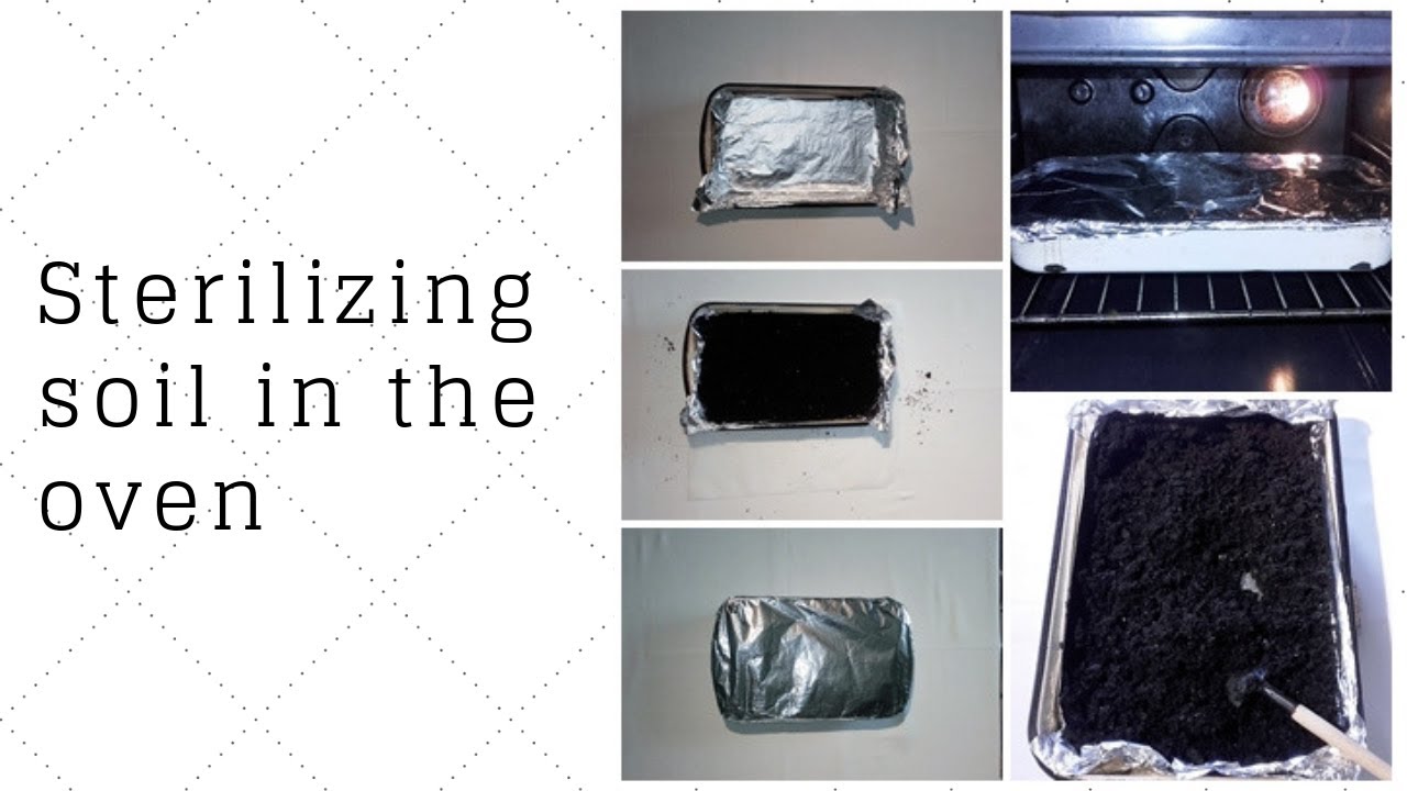 Sterilizing soil in the oven