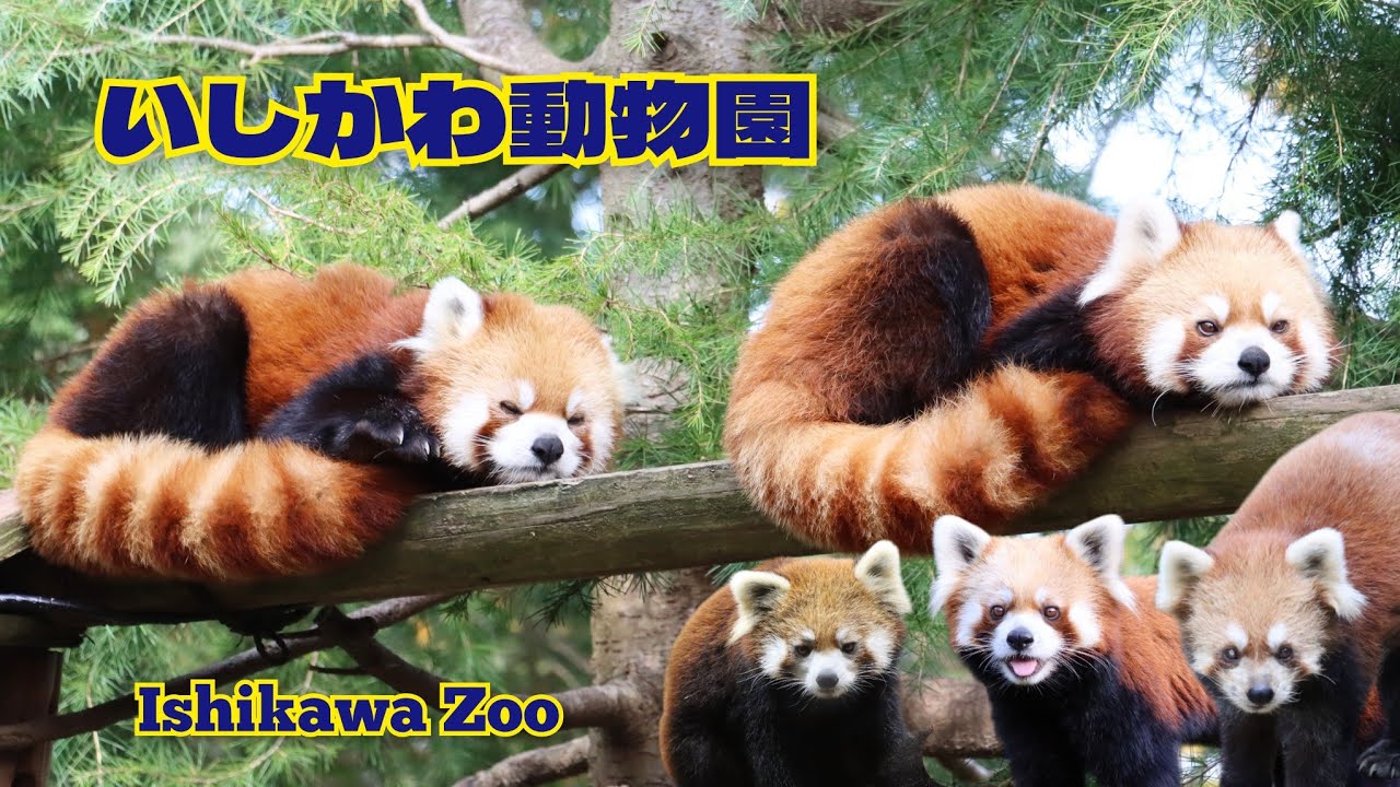 【いしかわ動物園】いしかわレッサーズの一日　2025年11月6日　Red panda at Ishikawa Zoo