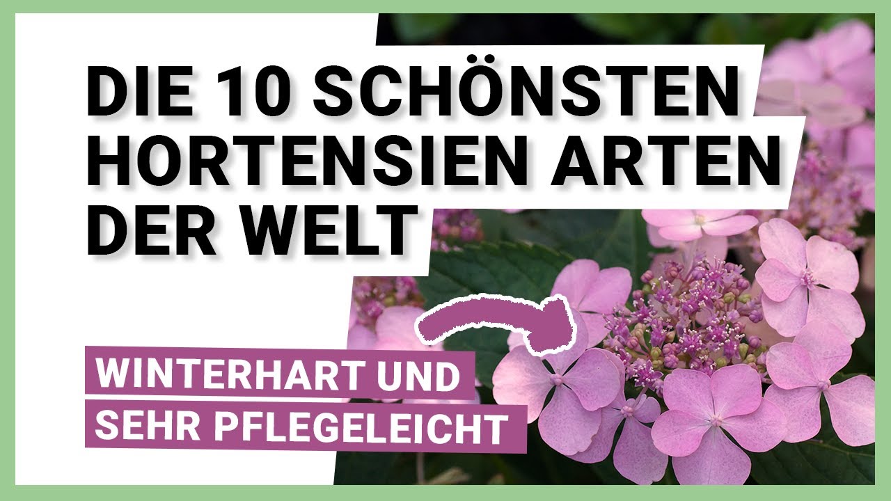 Die 10 schönsten Hortensien Arten der Welt